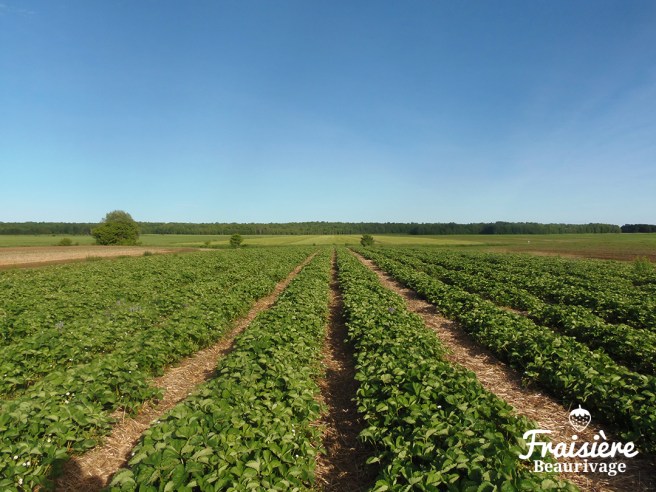 Photographie © Fraisiere Beaurivage 